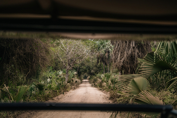 Gorongosa Safaris: Blick aus dem Fahrzeug