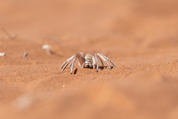 Hoodia Desert Lodge: Spezialisierte Spinne