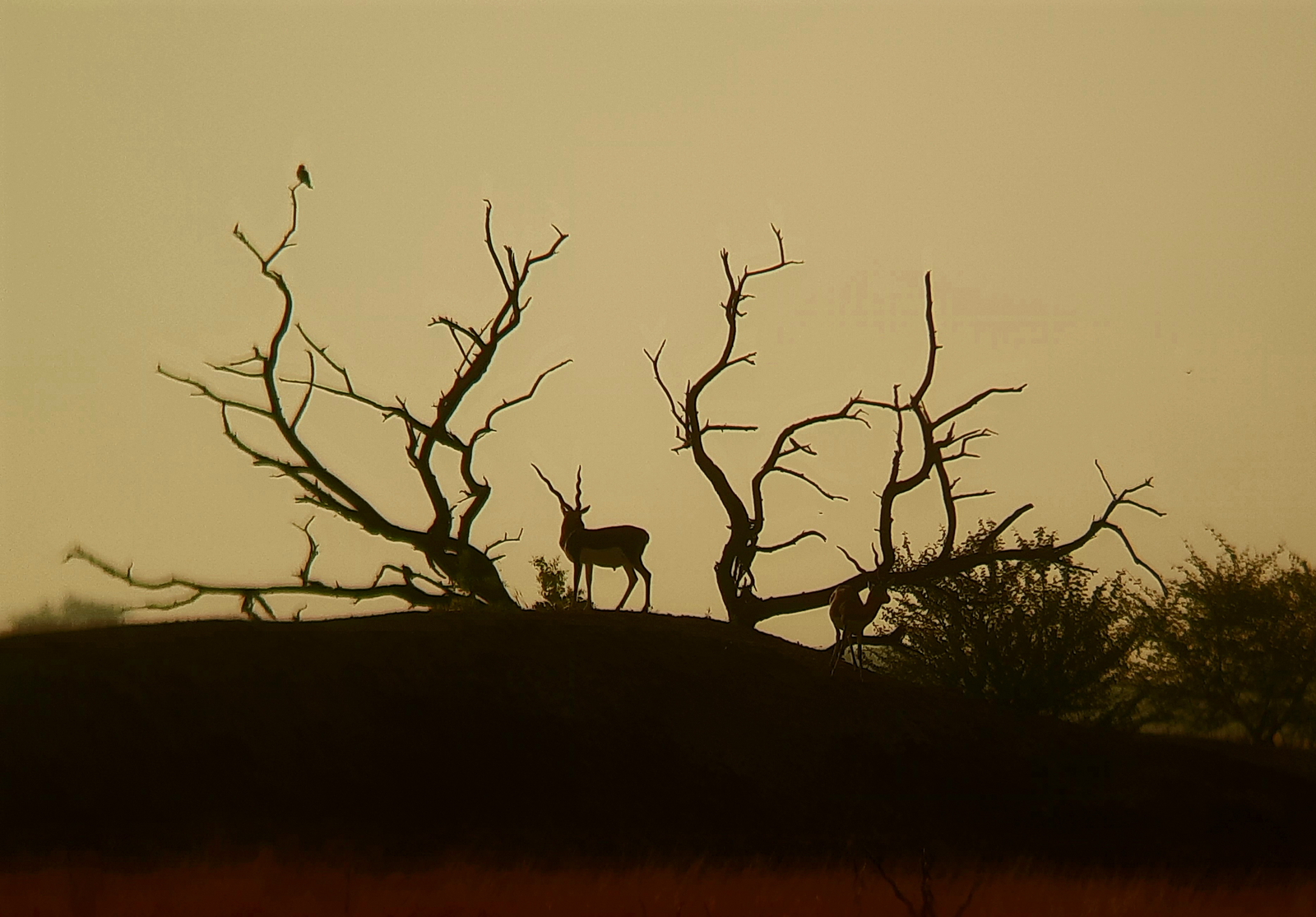 Blackbuck Safari Lodge Blackbuck Safari Lodge