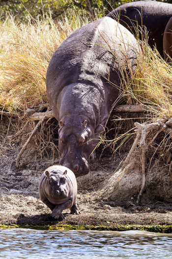 Ila Safari Lodge Ila Safari Lodge: Hippo Baby