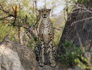 Imvelo Safaris Imvelo Safaris: Gepardin frontal