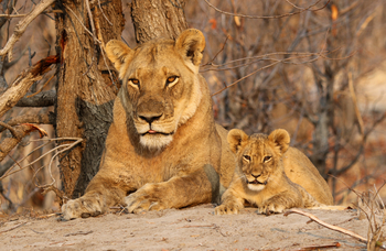 Imvelo Safaris Imvelo Safaris: Löwin und Jungtier