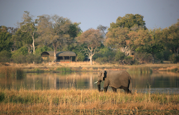 Jackalberry Camp: Elefant vor dem Camp