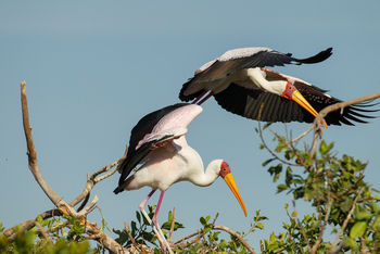 Kanana Camp: Vogelkolonie - Kommen und Gehen