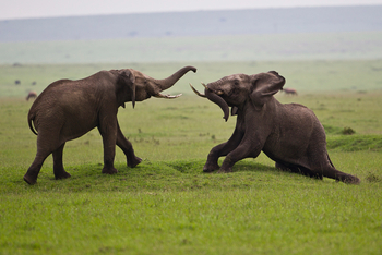 Karen Blixen Camp: Rivalen