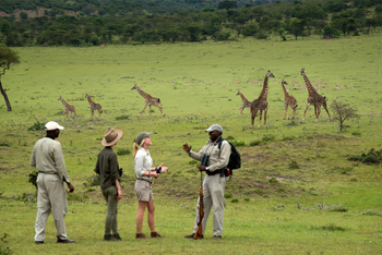 Klein's Camp: Giraffen und Thomsongazellen
