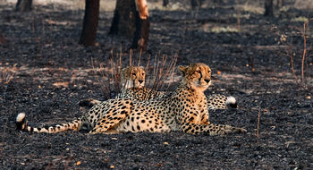 Konkamoya Lodge: Geparden