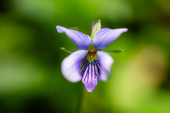 Koroi Forest Camp: Viola