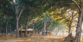 Kutali Camp Kutali Camp: Gästezelt unter Bäumen
