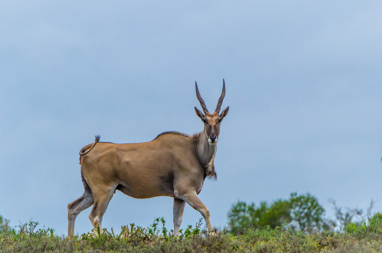 Kwandwe Private Game Reserve Kwandwe Private Game Reserve: Elenantilope vor dem blauen Himmel
