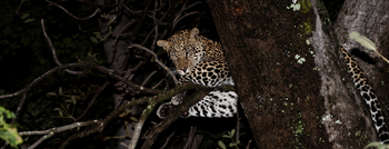 Kwara Camp Kwara Camp: Leopard bei Nacht