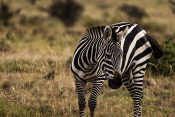 Mahali Mzuri: Zebra