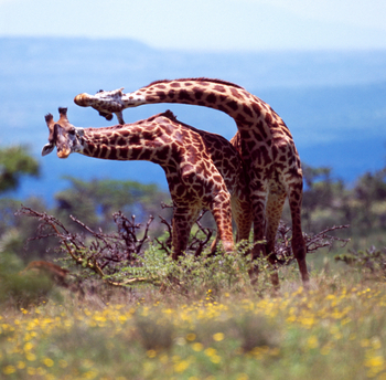 Mara River Post Mara River Post: Giraffenkampf
