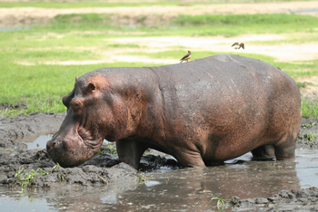 Mbali Mbali Katavi Camp: Nilpferd im Schlamm
