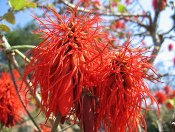 Mihingo Lodge: Flauschige Blüte