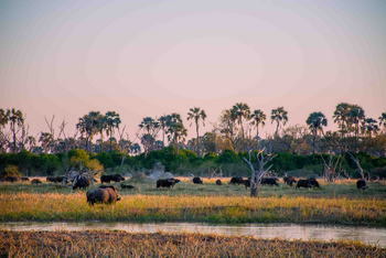Mma Dinare Camp: Büffelherde