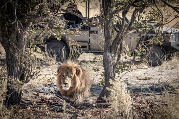 Mma Dinare Camp: Löwe