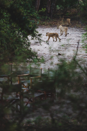 Musekese Camp Musekese Camp: Junge Löwen