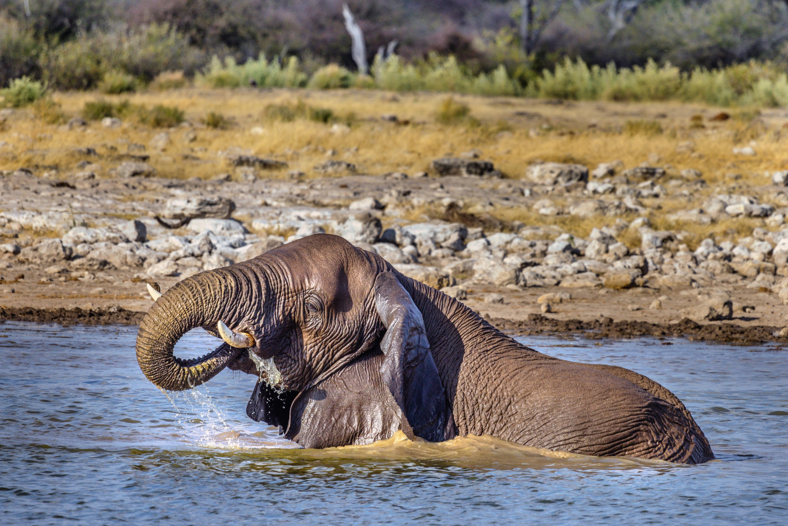 Mushara Game Drive: Badender Elefant