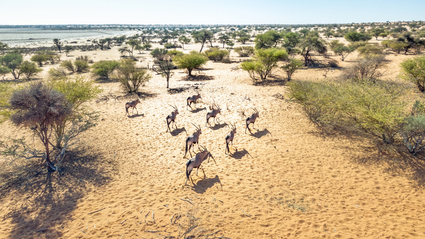 Bagatelle Kalahari Game Ranch