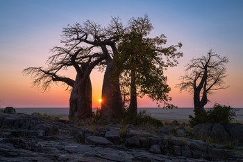Camp Kalahari Camp Kalahari: Sonnenaufgang hinter Baobabs