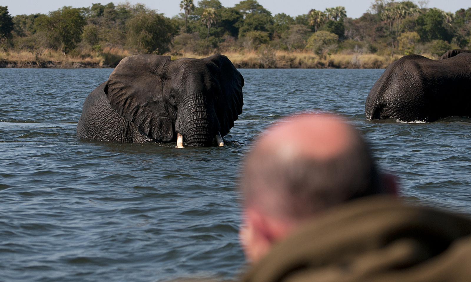 Ntemwa Busanga Bushcamp Ntemwa Busanga Bushcamp: Elefanten im Kafue River