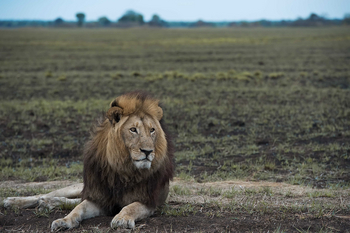 Ntemwa Busanga Bushcamp Ntemwa Busanga Bushcamp: Männlicher Löwe