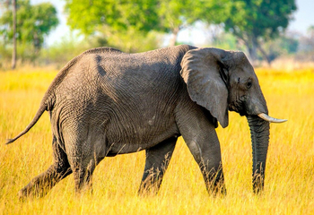 Oddballs' Enclave Camp: Elefant