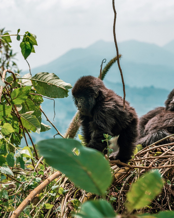 One and Only Gorilla's Nest: Junger Gorilla