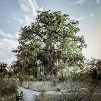 Planet Baobab: Pfade im Gelände