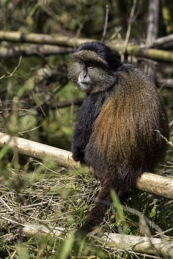 Sabyinyo Silverback Lodge: Golden Monkey