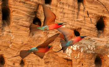 Shenton Safaris: Carmine Bee-Eater Hide