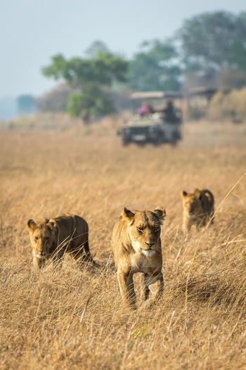 Shumba Camp Shumba Camp: Löwen
