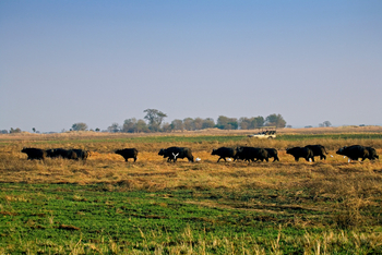 Shumba Camp Shumba Camp: Ziehende Büffel
