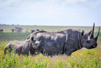 Sirikoi Lodge Sirikoi Lodge: Nashornkuh mit Kalb