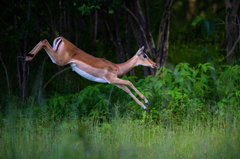 Sungani Lodge: Impala