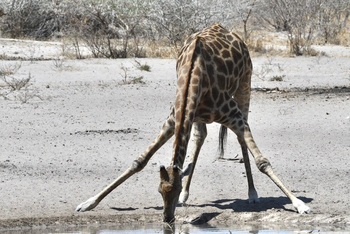 The Dune Camp: Giraffe