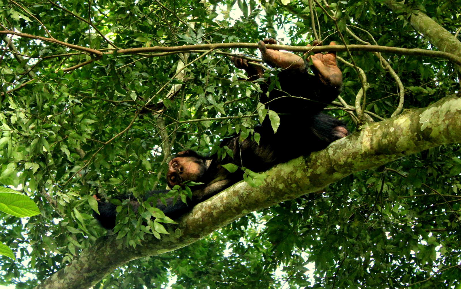 Volcanoes Kyambura Gorge Lodge Volcanoes Kyambura Gorge Lodge: Ruhe im Baum