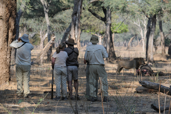 Vundu Camp Vundu Camp: Löwe mit Beute