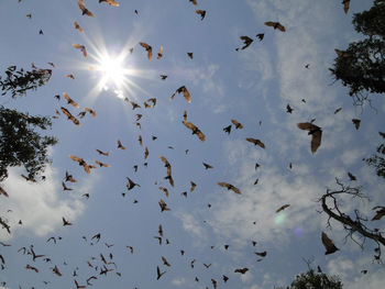 Wasa Lodge: Flughunde vor der Sonne