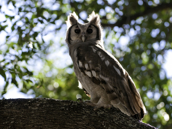 Abu Camp Abu Camp: Milchuhu