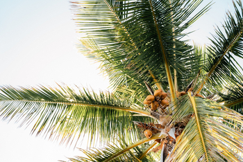 Azura Benguerra Island: Kokospalme