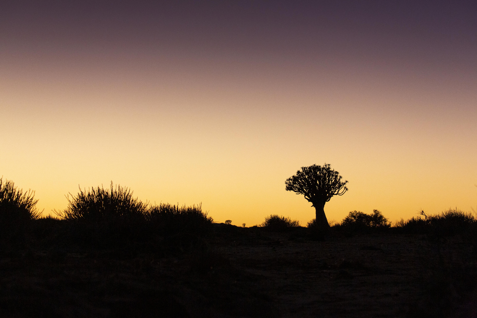 Canyon Lodge Canyon Lodge: Baumsilhouette