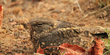Denwa Backwater Escape: Nachtschwalbe