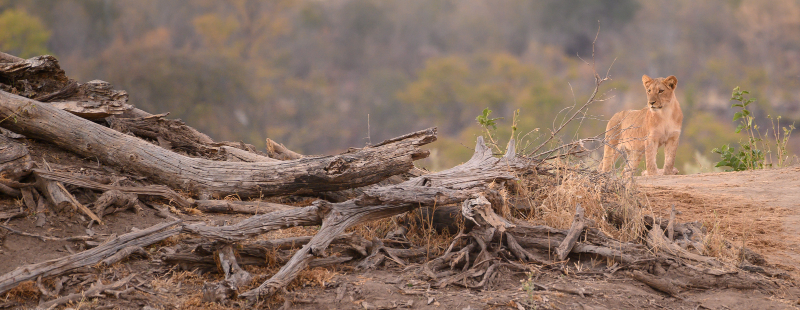 Deteema Springs Camp Deteema Springs Camp: Junger Löwe