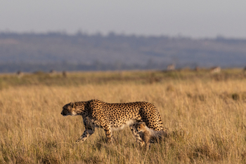 Elewana Elephant Pepper Camp Elewana Elephant Pepper Camp: Gepard auf Pirsch