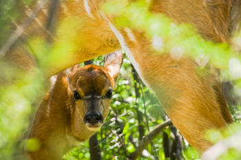 Kalahari Red Dunes Lodge: Kudukitz