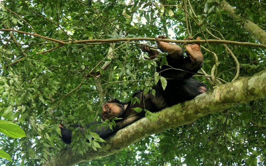 Kasenyi Safari Camp