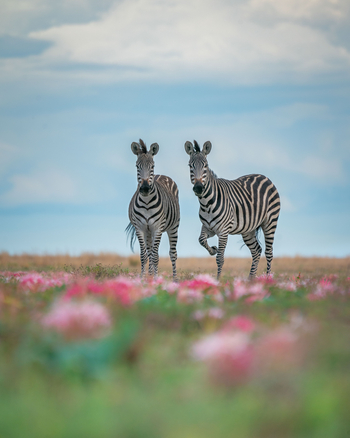 King Lewanika Lodge: Zwei Zebras