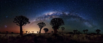 Koiimasis Ranch: Köcherbaumwald